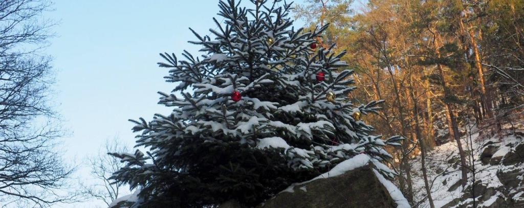 Öko-Weihnachtsbaum 