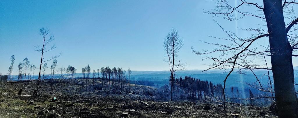 Kahlschlag, geräumte Waldfläche im Harz