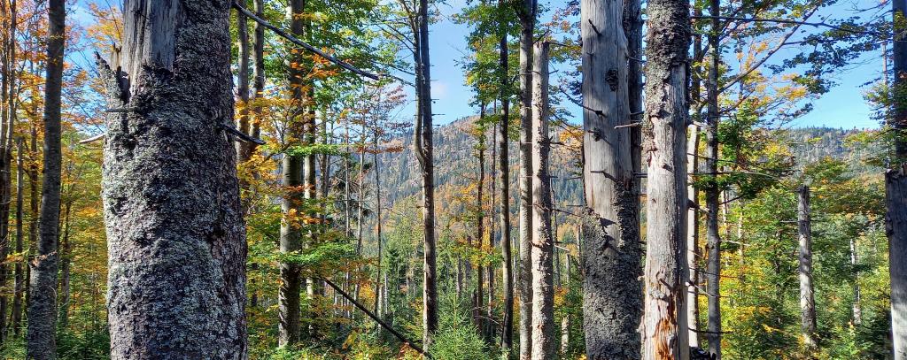 Wald im Nationalpark Bayerischer Wald