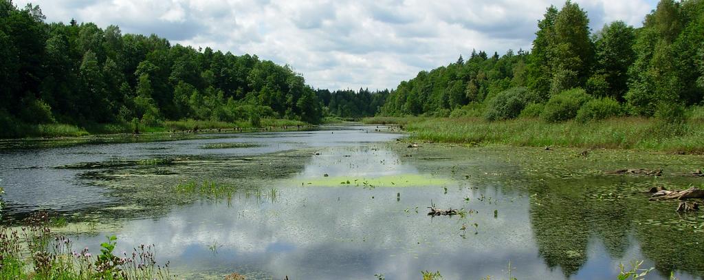 Bialowieza Urwald