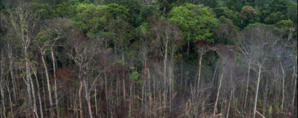 Foto tropenwald und Abholzung
