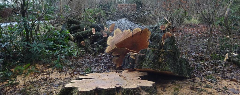 Gefällter Baum in einem Hamburger Park 