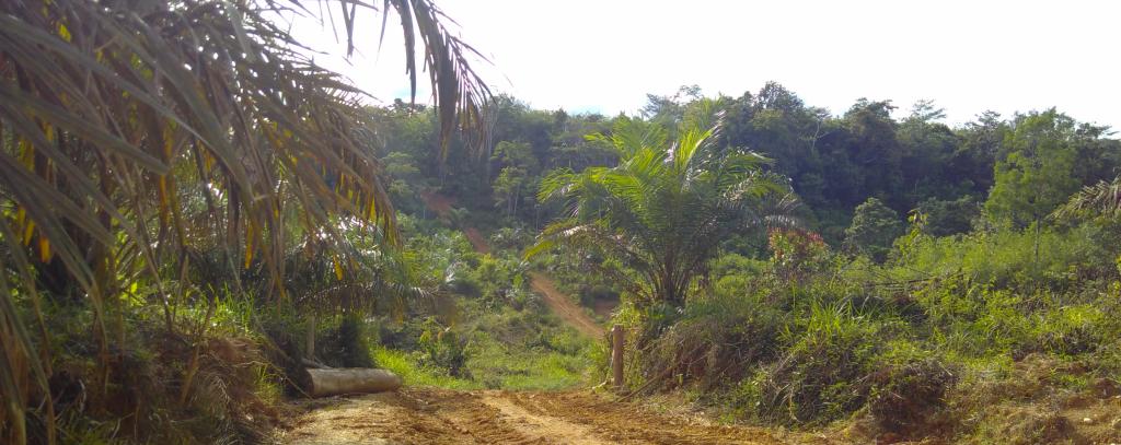 Im Vordergrund eine Ölpalme, an der entlang ein Weg gen Wald führt, teilweise abgeholzt, im Hintergrund Wald
