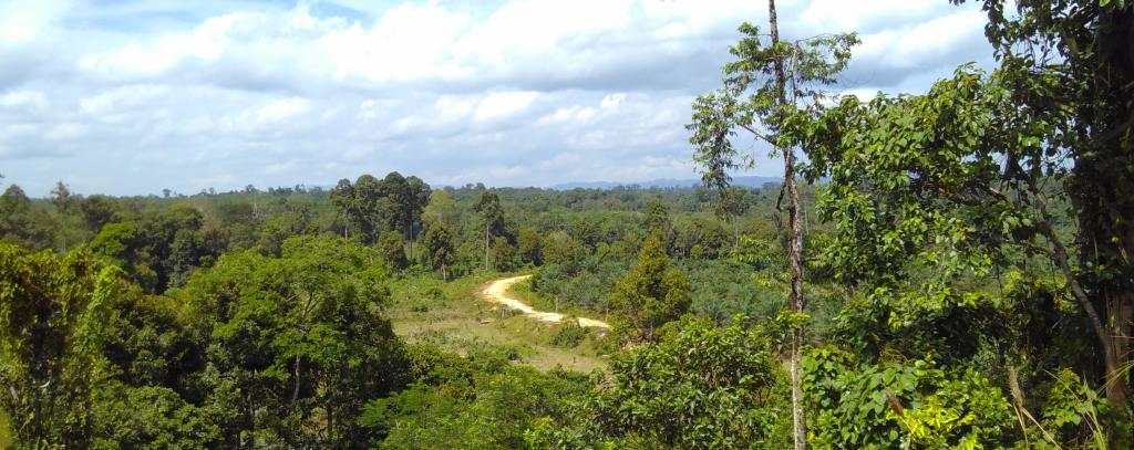 Blick über noch weitgehend intakte, jedoch akut bedrohte Wälder nahe des Bukit Tigapuluh Nationalparks, Sumatra, Indonesien