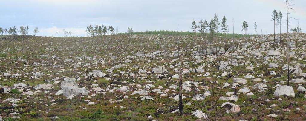 Kahlschlag in Schweden