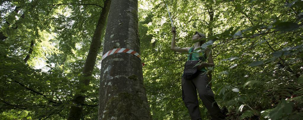 Eine Person misst eine Buche im Wald aus.