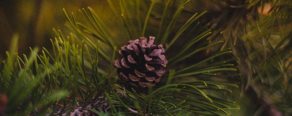 Tanne Weihnachtsbaum Ökologisch