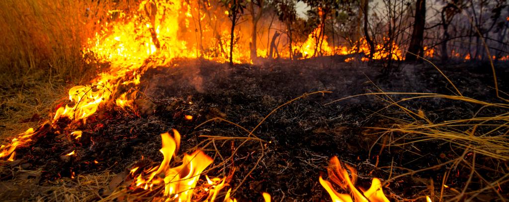 Waldbrände fressen sich durch Urwälder in Brasilien