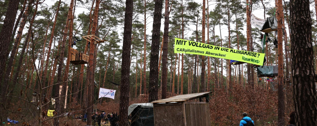 Ein Waldstück in Grünheide nahe dem Teslawerk mit Baumhäusern