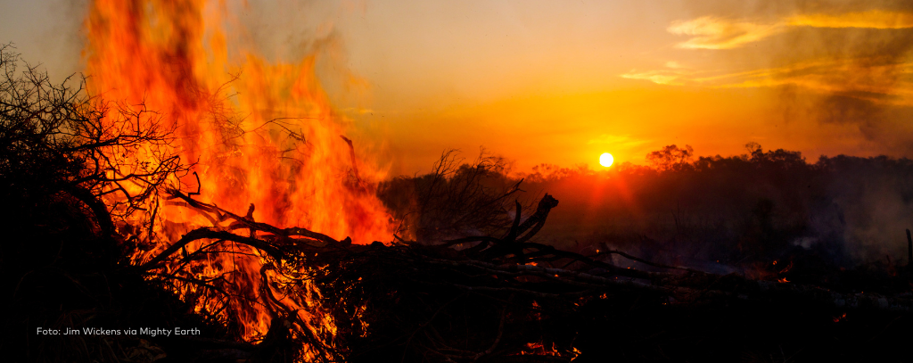 Sonnenuntergang in Bolivien: Baumstämme verbrennen in lodernden Flammen (Foto: Jim Wickens, Ecostorm via Mighty Earth)