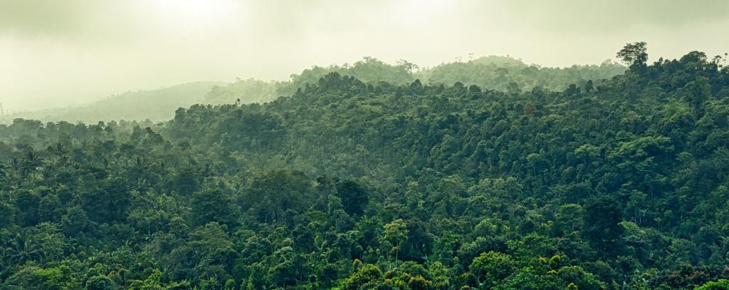 Tropenwald - aus der Luft fotografiert